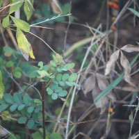 Phyllanthus reticulatus Poir.